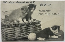 Cute cat postcard for sale  Pflugerville