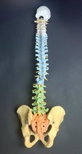 Didactic flexible human for sale  PETERLEE