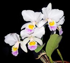 Cattleya orchid species for sale  Long Beach