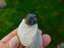 Schöner trilobit gerastos gebraucht kaufen  Limbach-Oberfrohna