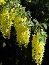 80002399 laburnum alpinum gebraucht kaufen  Reutlingen