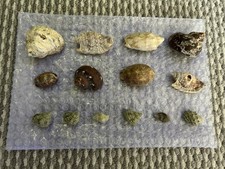 Hermit crab shells for sale  BANBRIDGE