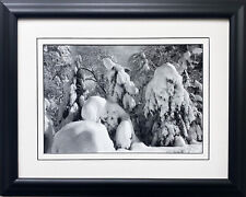 Ansel adams trees for sale  Deer Park