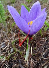 Safran krokus crocus gebraucht kaufen  Dresden