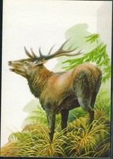 Carte postale cerf d'occasion  Dijon