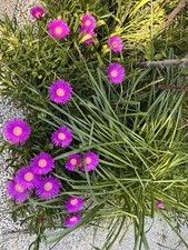 Plante cactus griffe d'occasion  Montpellier-