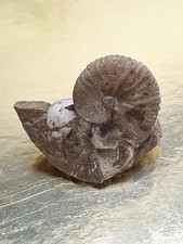 Ammonite fossil....extinct...w for sale  Ironton