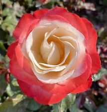 Nostalgia fragrant red for sale  SPALDING