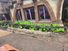 Live plant small for sale  Old Town