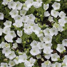 Pack campanula carpatica for sale  UK