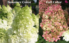 Limelight hydrangea shrub for sale  Mcminnville