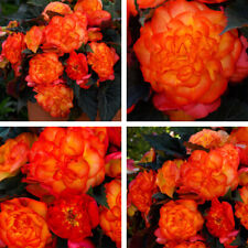 begonias for sale begonias for sale IPSWICH
