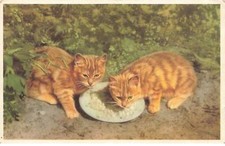 Chats mk872 chats d'occasion  France