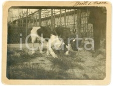 1900 lombardia cani usato  Milano