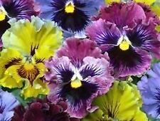 Flower pansy frizzle for sale  WREXHAM