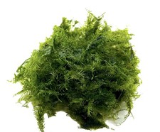 Fissidens fontanus phönix gebraucht kaufen  Eitelborn, Arzbach, Simmern