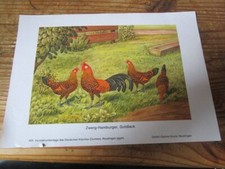Kunstbeilage zwerg hamburger gebraucht kaufen  Ranis