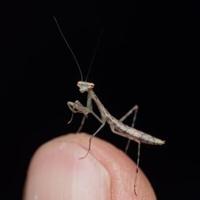 Polyspilota mabria forest for sale  PAIGNTON