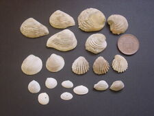 Bartonian eocene barton for sale  RINGWOOD