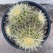 Beautiful large echinocactus for sale  Carlsbad