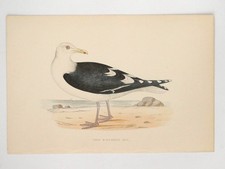 Great black backed for sale  EDINBURGH