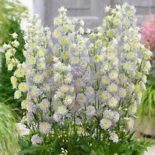 Delphinium highlander moonligh for sale  UK