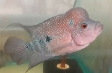 5 flowerhorn cichlids for sale  Wimauma