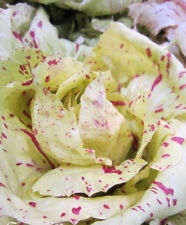 Salade italienne laitue d'occasion  Metz-