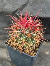 Ferocactus viscainensis vivaio usato  Massafra