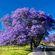 Purple blue jacaranda for sale  Hollywood