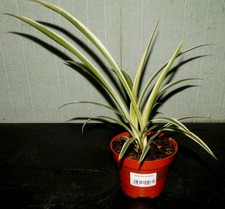 Jeune chlorophytum 3 d'occasion  La Voulte-sur-Rhône