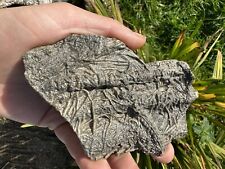 Pentacrinites charmouth dorset for sale  AXMINSTER