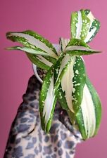 Używany, Dracaena surculosa Milky Way rarity rare plant  na sprzedaż  PL