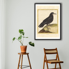 Oiseaux martinet freux d'occasion  Paris VI