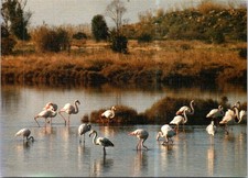 2025 pink flamingo d'occasion  Expédié en Belgium