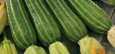 Graines courgette romane d'occasion  Expédié en France