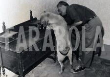 Vintage animali labrador usato  Roma