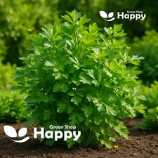 Parsley italian giant for sale  DONCASTER