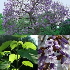 300 SEMI🌳PAULOWNIA TOMENTOSA🪻2024 comprar usado  Enviando para Brazil