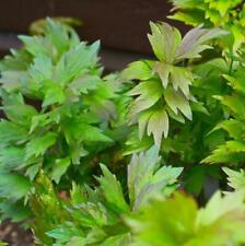 Levisticum officinale lovage usato  Spedire a Italy