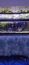 Acquario con pesci usato  Viareggio