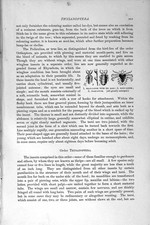 Old antique print for sale  UK