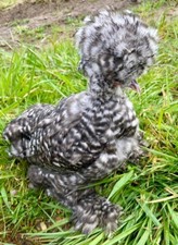 One dozen cuckoo for sale  Toledo