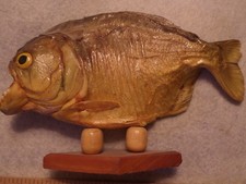 Vintage taxidermy real for sale  USA