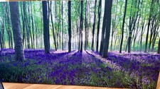 next canvas purple for sale next canvas purple for sale  TAMWORTH