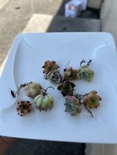 Succulents echeveria mini for sale  Battle Creek