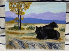 Black angus cows for sale  Hollywood