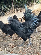 10x bruteier dongxiang gebraucht kaufen  Gütersloh