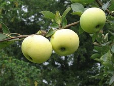 Tall apple tree for sale  Livingston