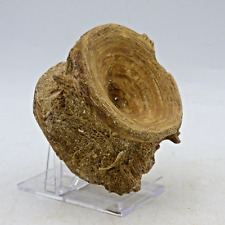 Authentic predatory eocene for sale  CIRENCESTER